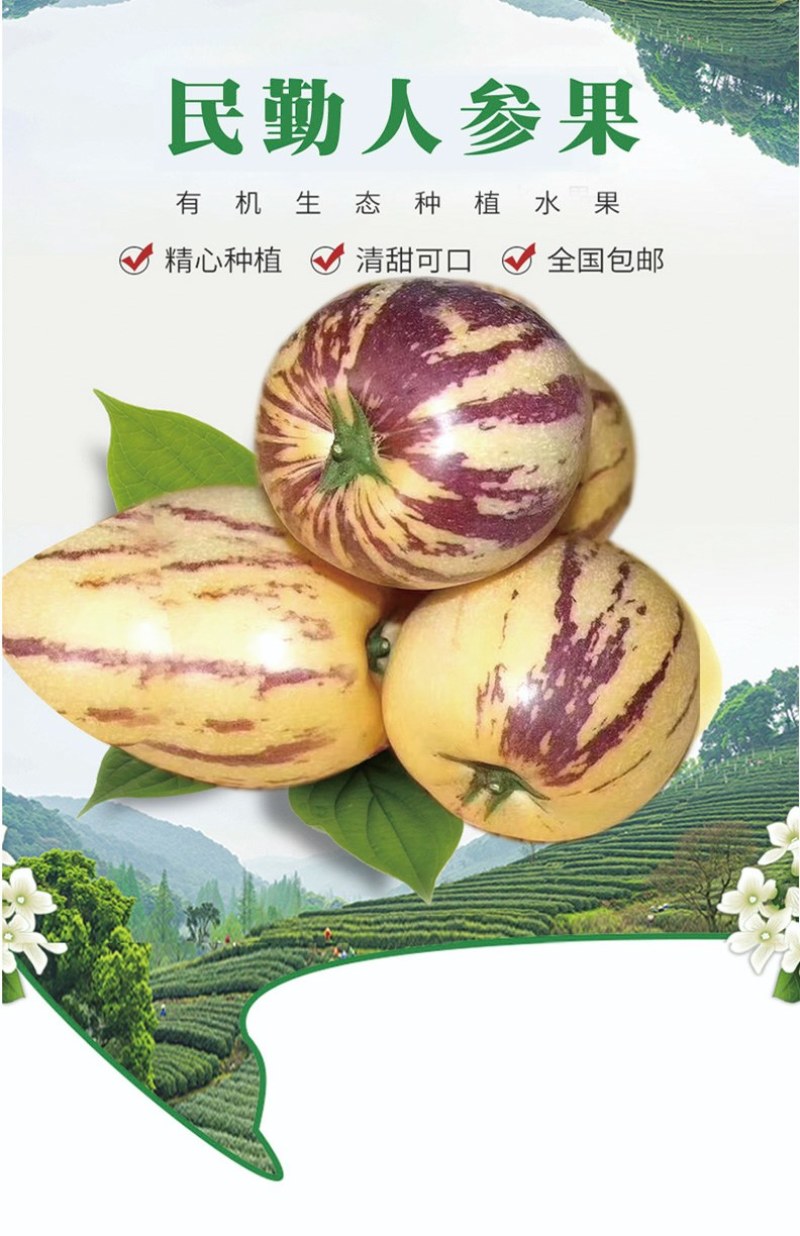 甘肃民勤大漠人参果，皮薄肉厚水分足，口感清香，营养丰富