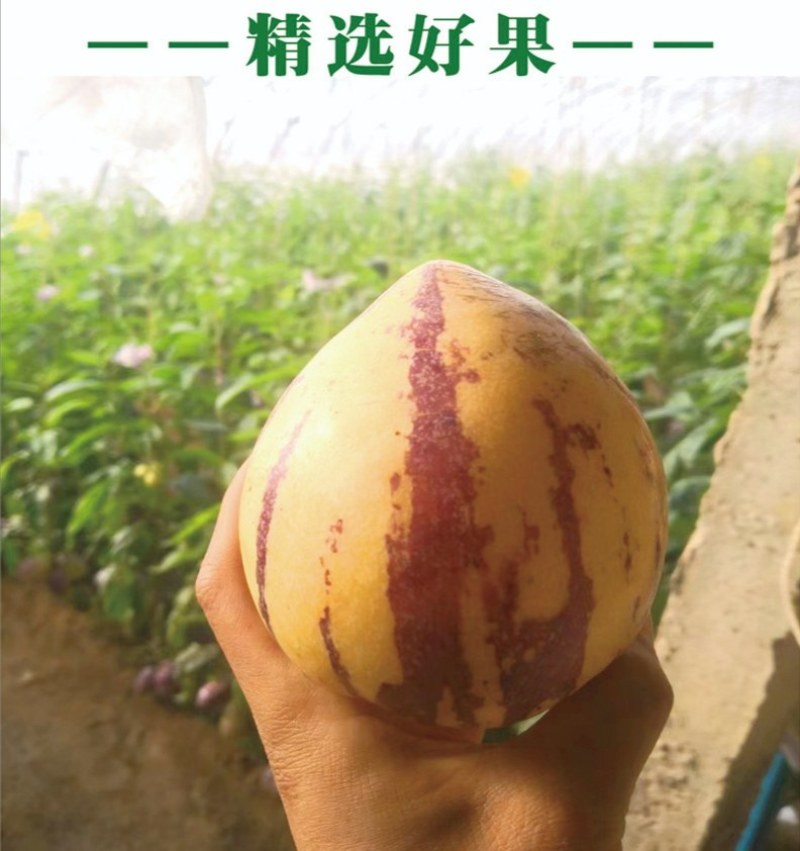 甘肃民勤大漠人参果，皮薄肉厚水分足，口感清香，营养丰富