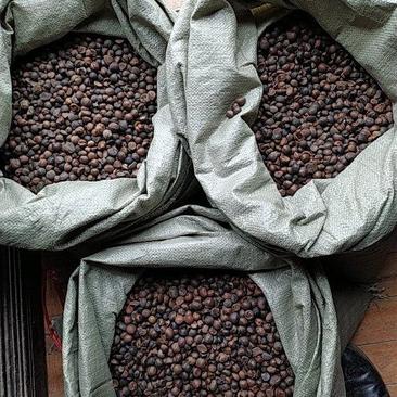 贵州铜仁野生老茶树油茶子干品无杂质产地直发山茶子干货