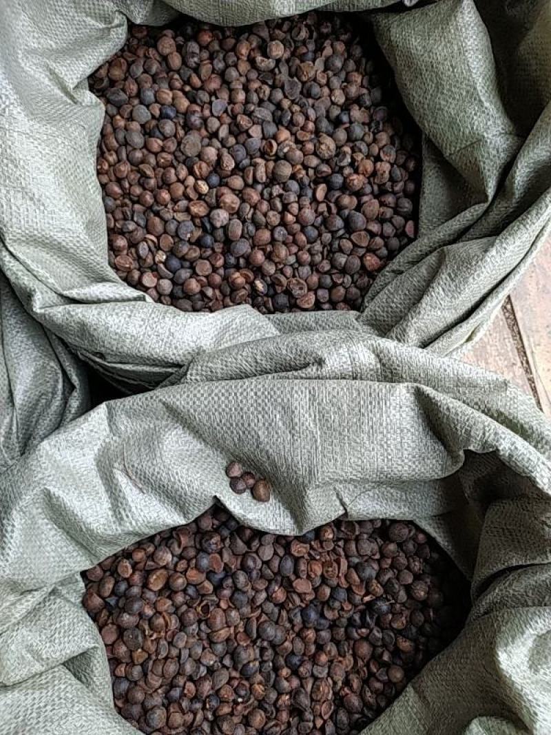贵州铜仁野生老茶树油茶子干品无杂质产地直发山茶子干货
