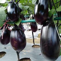 好特亮红早茄茄子种子早熟高产抗病耐寒抗性好紫圆茄种籽