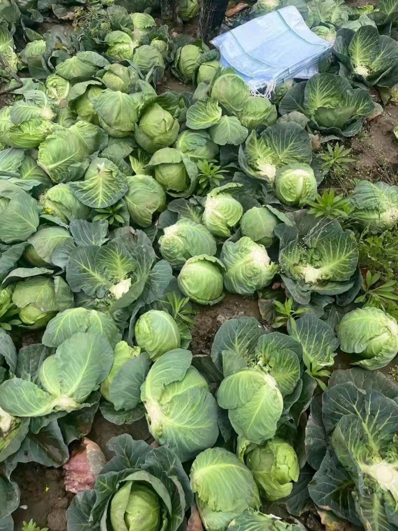 甘蓝小包菜，大量批发，质量保证，一斤到三斤精品市场货。