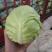 甘蓝小包菜，大量批发，质量保证，一斤到三斤精品市场货。