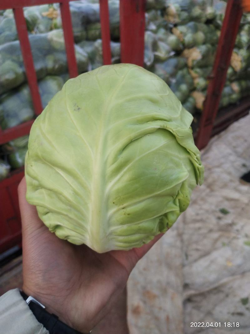甘蓝小包菜，大量批发，质量保证，一斤到三斤精品市场货。