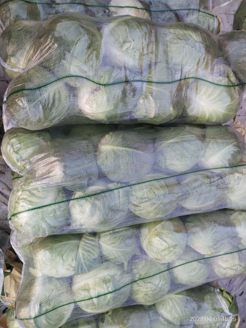 甘蓝小包菜，大量批发，质量保证，一斤到三斤精品市场货。