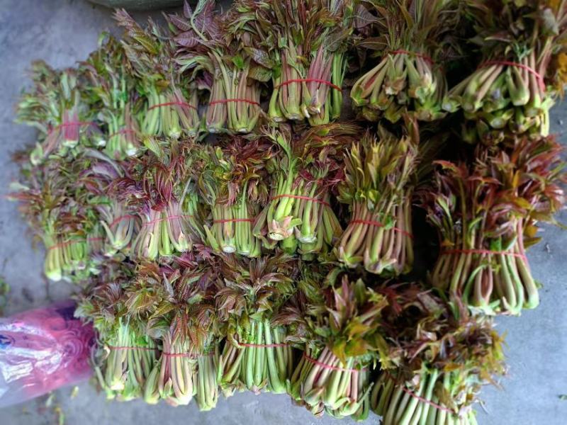 商洛红绿叶香椿芽15cm以下