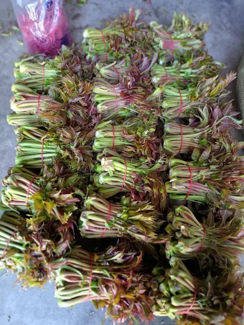商洛红绿叶香椿芽15cm以下