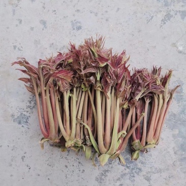 商洛红绿叶香椿芽15cm以下