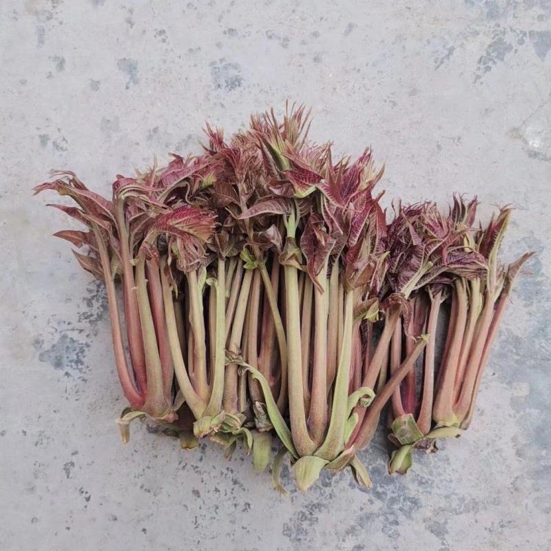 商洛红绿叶香椿芽15cm以下