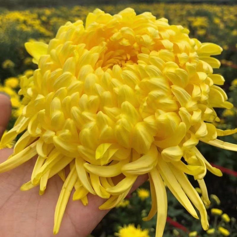 馒头金丝苗贡菊苗七月菊苗陶菊苗早婺源皇菊苗一手货源包技术