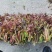 商洛野生香椿芽