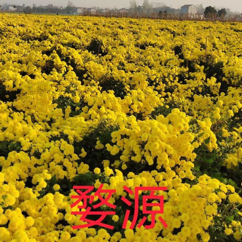馒头金丝苗贡菊苗七月菊苗陶菊苗早婺源皇菊苗一手货源包技术