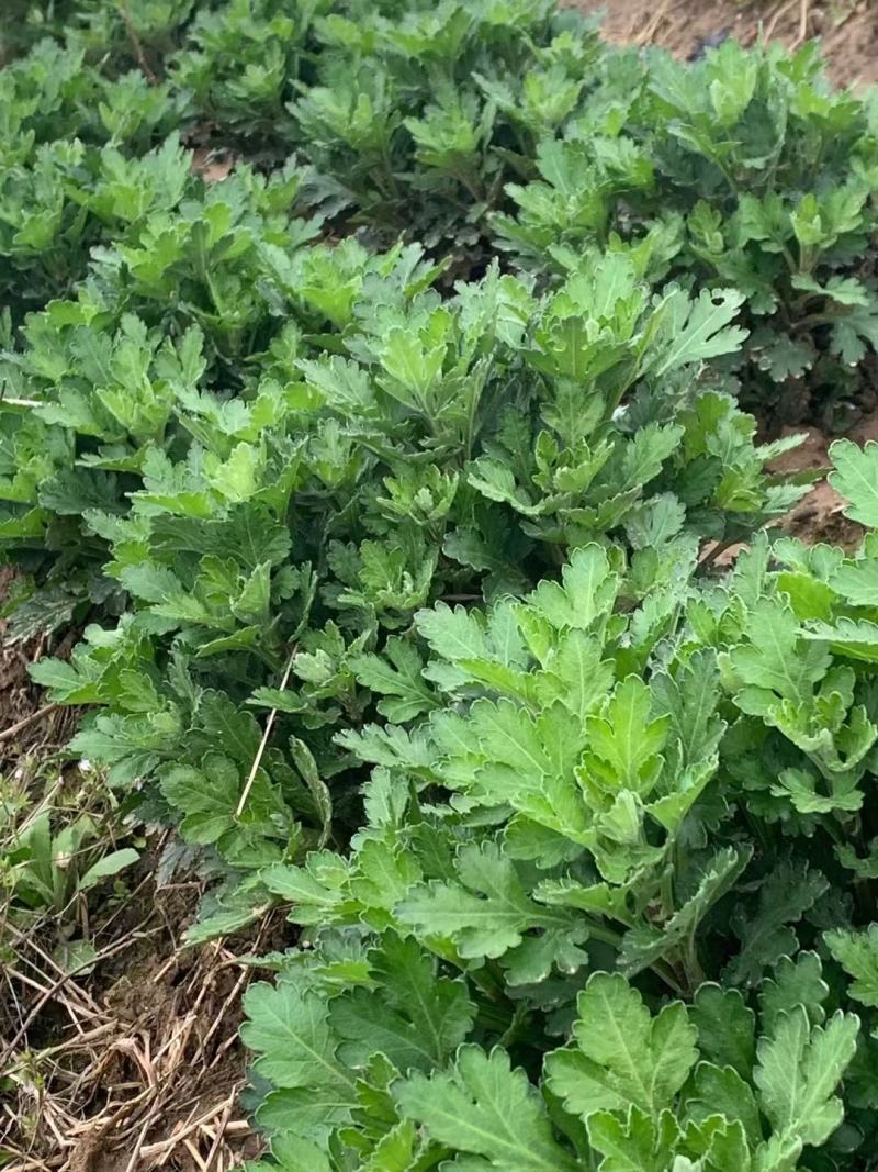 馒头金丝苗贡菊苗七月菊苗陶菊苗早婺源皇菊苗一手货源包技术