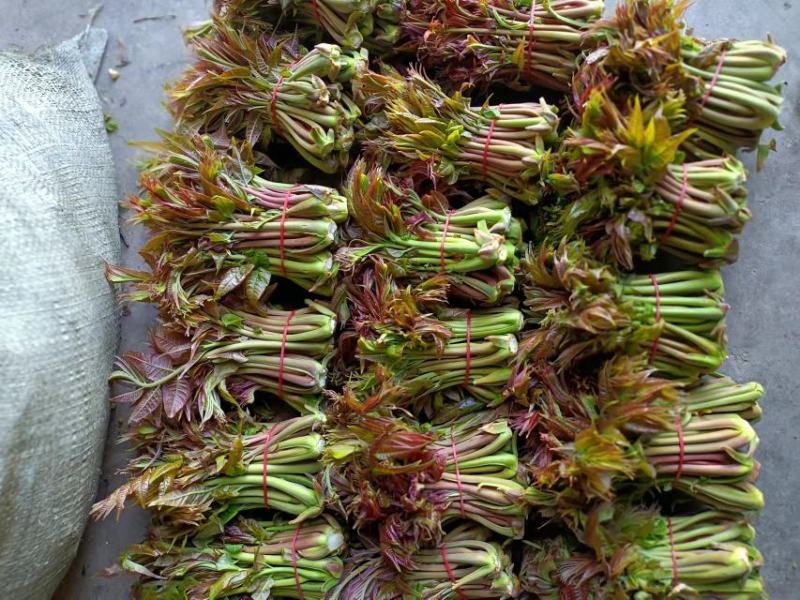 商洛野生香椿芽