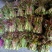 商洛野生香椿芽