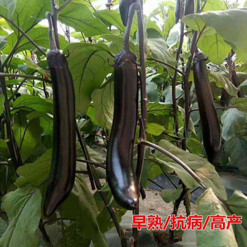 南韩黑蛟龙长茄种子早熟高产抗病耐贮运适广性强茄子种籽大田