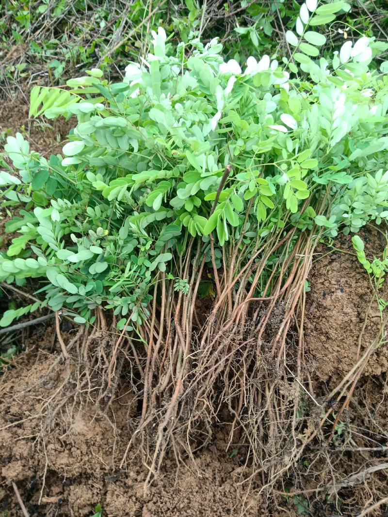 云实树苗