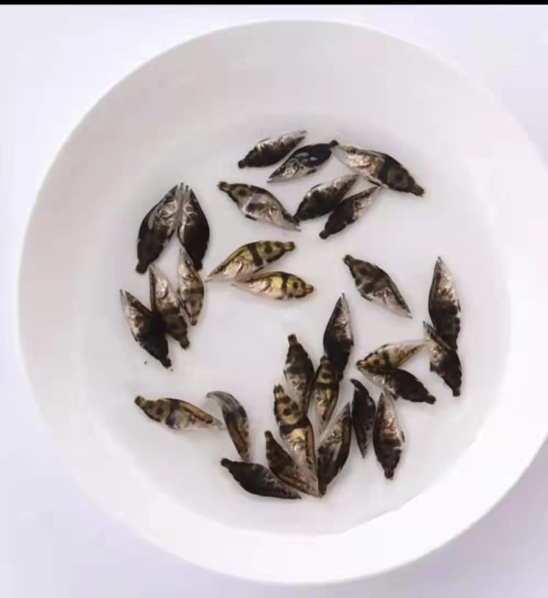 桂花鱼苗优质鱼苗产地直供，欢迎订购，支持全国发货