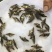 桂花鱼苗优质鱼苗产地直供，欢迎订购，支持全国发货