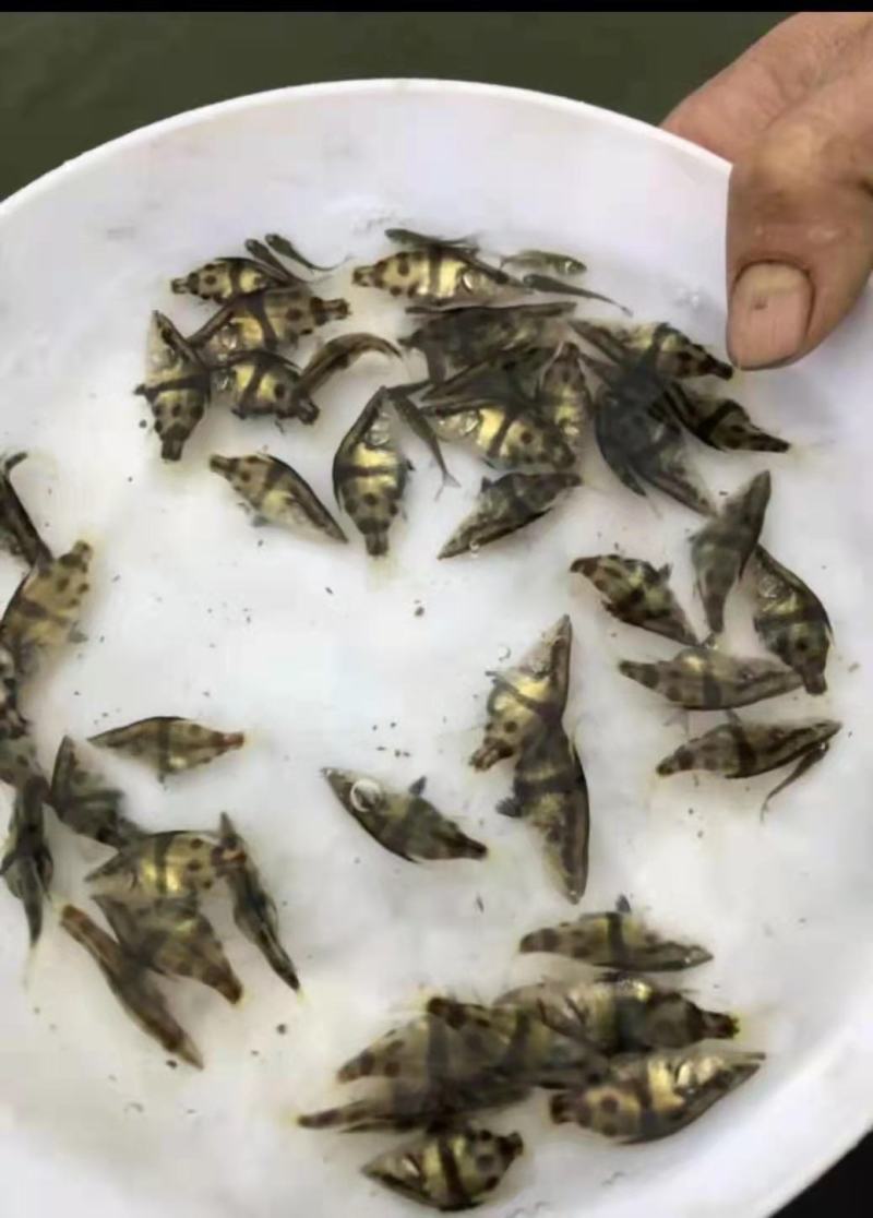 桂花鱼苗优质鱼苗产地直供，欢迎订购，支持全国发货
