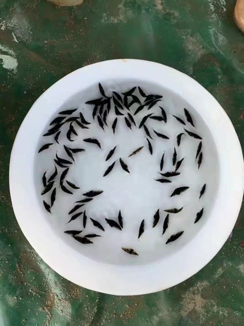桂花鱼苗优质鱼苗产地直供，欢迎订购，支持全国发货