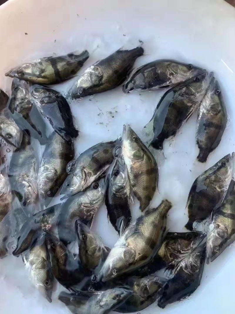 桂花鱼苗优质鱼苗产地直供，欢迎订购，支持全国发货