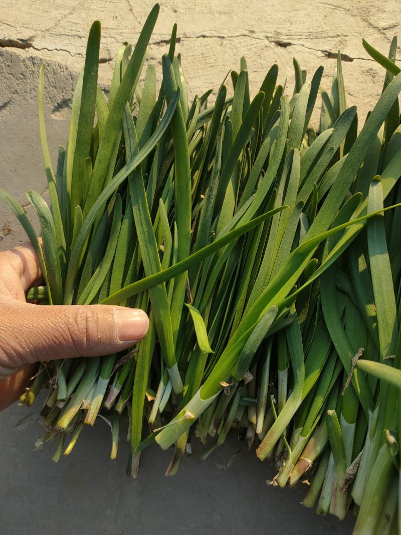 畅销头刀小红根韭菜大量上市欢迎各地老板采购