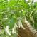 白龙332白色长茄子种籽长白茄子种子农家庭院阳台四季