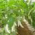 白龙332白色长茄子种籽长白茄子种子农家庭院阳台四季