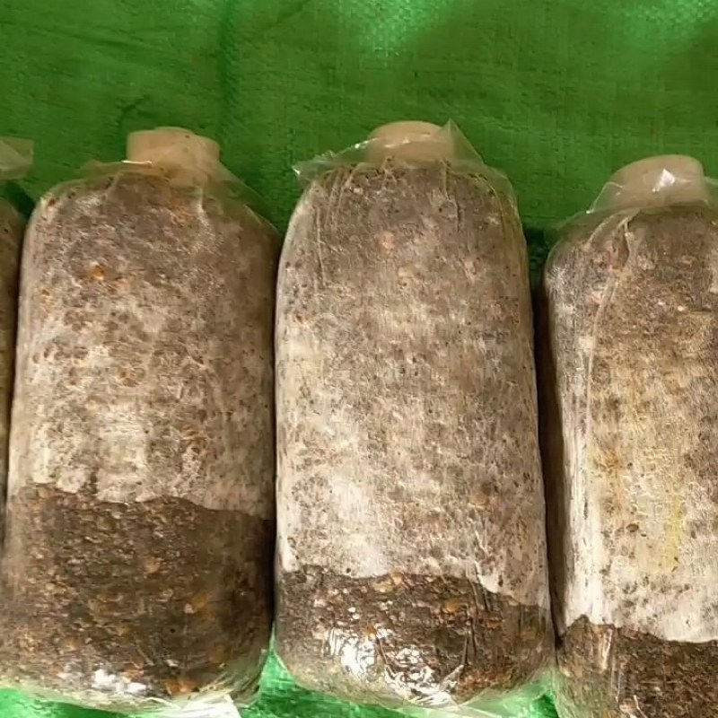 草菇菌种，栽培菌种母种，原种，栽培种，给栽培技术包回收