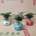 文竹盆栽植物客厅室内大型盆景吸甲醛四季常青绿植花卉好养种