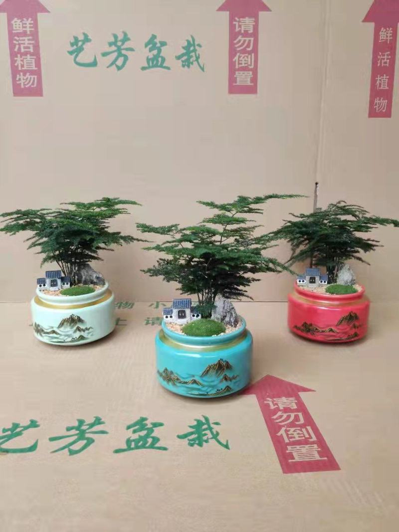 文竹盆栽植物客厅室内大型盆景吸甲醛四季常青绿植花卉好养种
