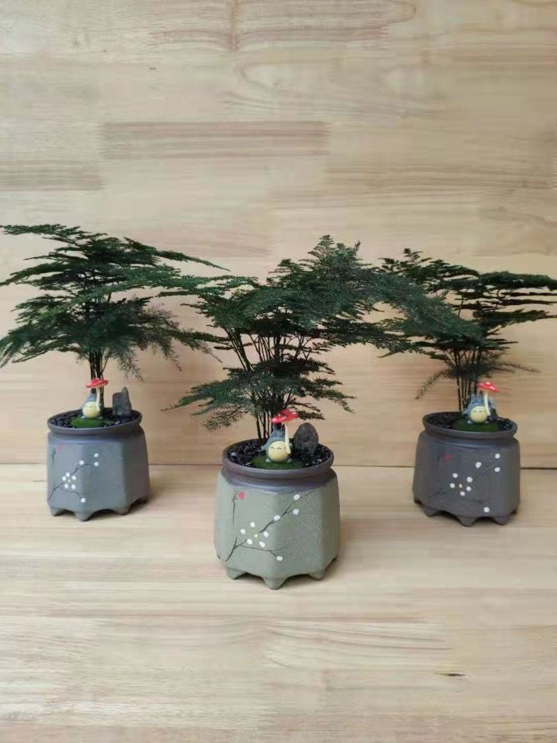文竹盆栽植物客厅室内大型盆景吸甲醛四季常青绿植花卉好养种