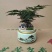 文竹盆栽植物客厅室内大型盆景吸甲醛四季常青绿植花卉好养种