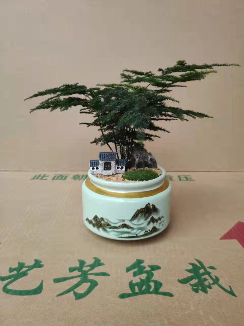 文竹盆栽植物客厅室内大型盆景吸甲醛四季常青绿植花卉好养种