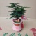 文竹盆栽植物客厅室内大型盆景吸甲醛四季常青绿植花卉好养种