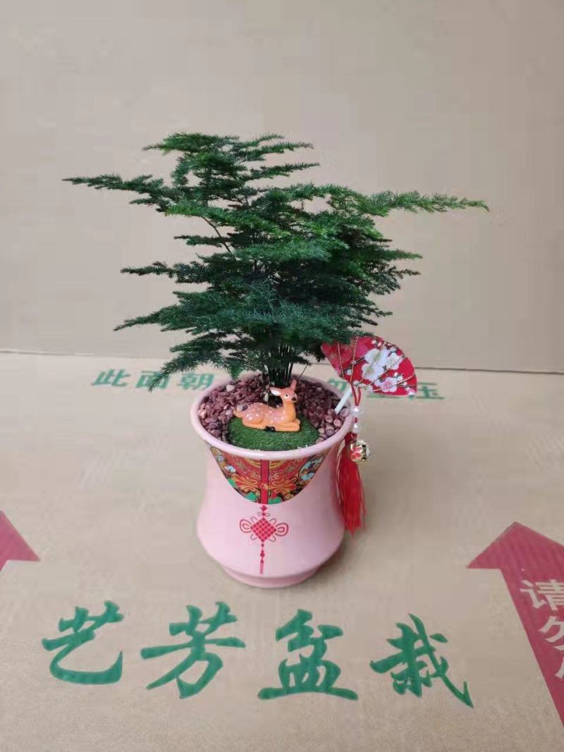 文竹盆栽植物客厅室内大型盆景吸甲醛四季常青绿植花卉好养种