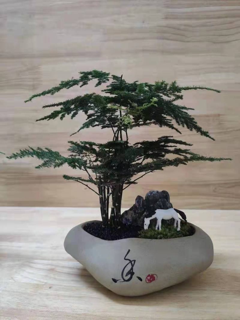 文竹盆栽植物客厅室内大型盆景吸甲醛四季常青绿植花卉好养种