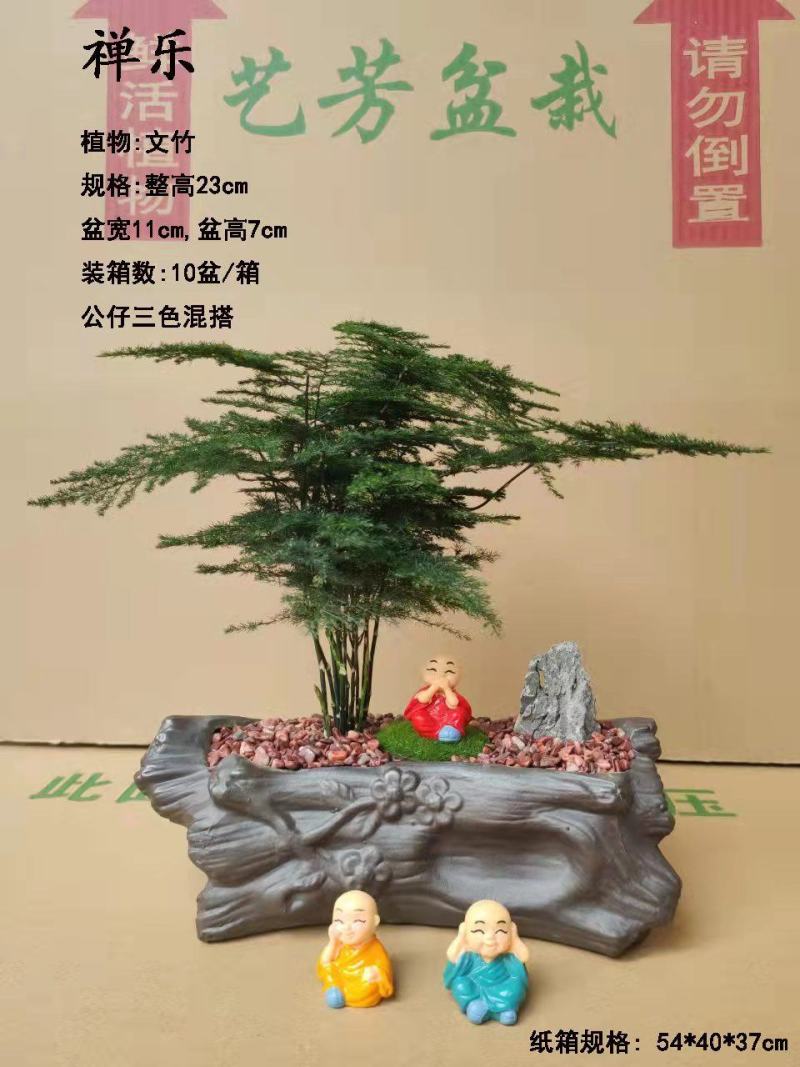 文竹盆栽植物客厅室内大型盆景吸甲醛四季常青绿植花卉好养种