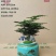 文竹盆栽植物客厅室内大型盆景吸甲醛四季常青绿植花卉好养种