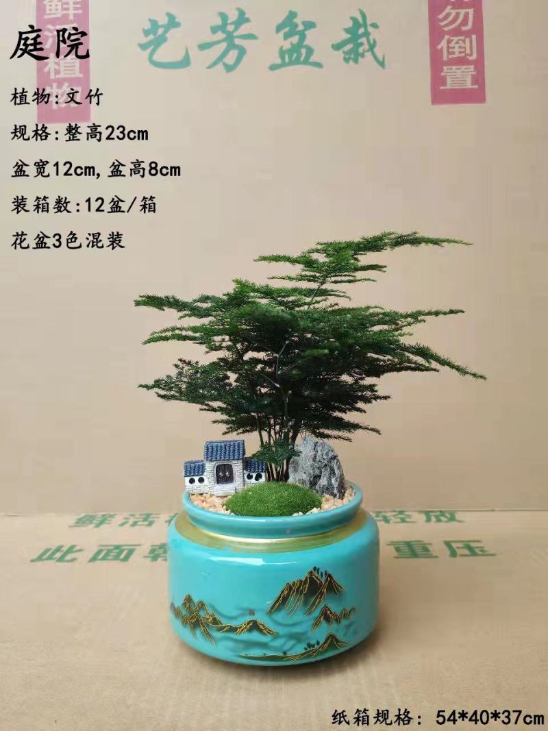 文竹盆栽植物客厅室内大型盆景吸甲醛四季常青绿植花卉好养种