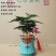 文竹盆栽植物客厅室内大型盆景吸甲醛四季常青绿植花卉好养种
