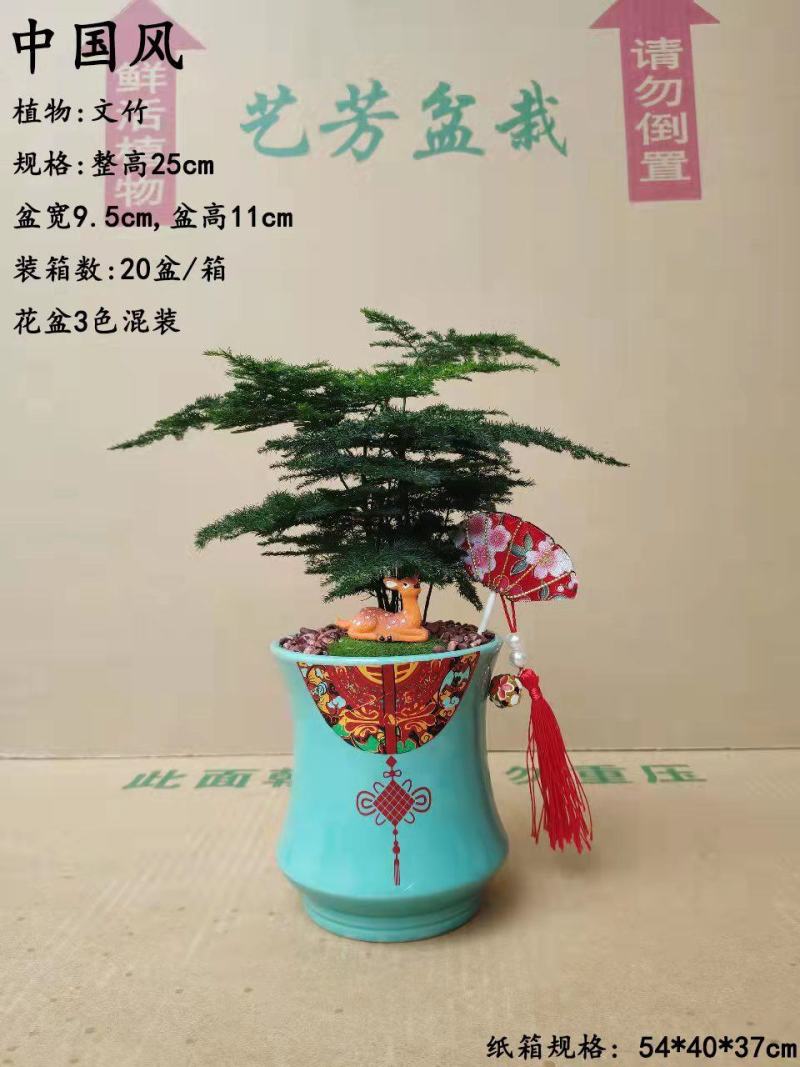 文竹盆栽植物客厅室内大型盆景吸甲醛四季常青绿植花卉好养种