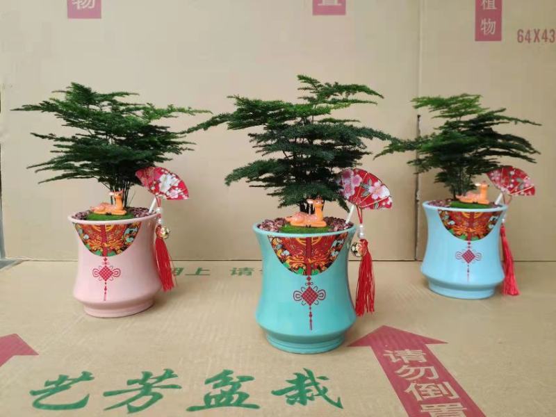 文竹盆栽植物客厅室内大型盆景吸甲醛四季常青绿植花卉好养种