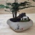 文竹盆栽植物客厅室内大型盆景吸甲醛四季常青绿植花卉好养种