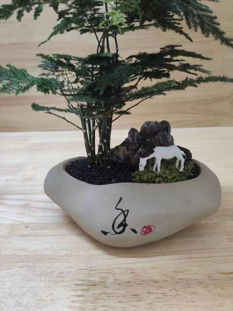 文竹盆栽植物客厅室内大型盆景吸甲醛四季常青绿植花卉好养种