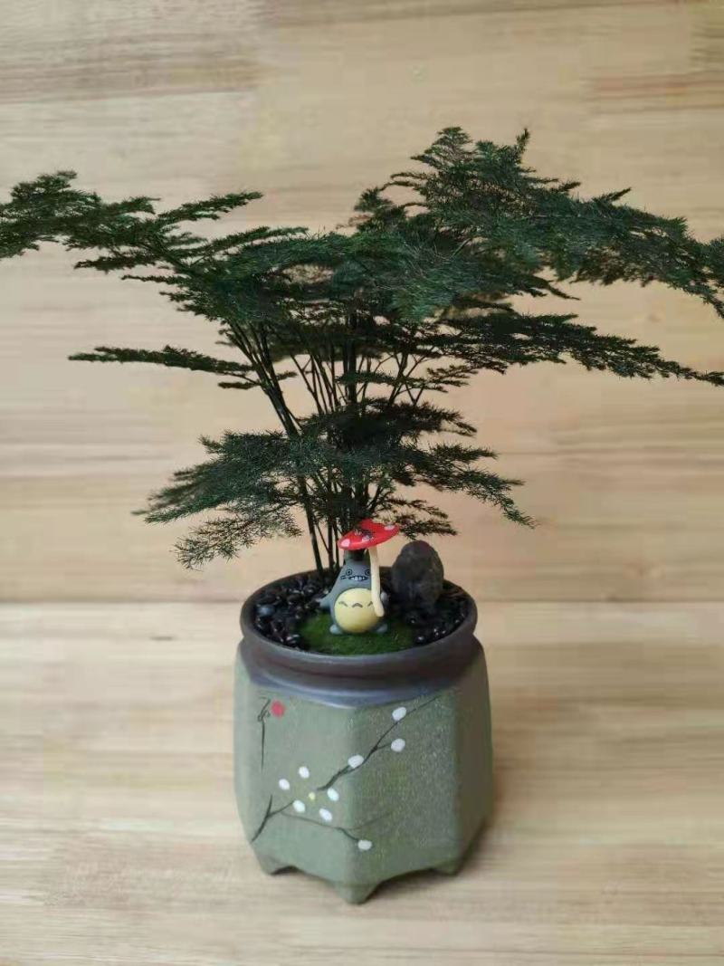 文竹盆栽植物客厅室内大型盆景吸甲醛四季常青绿植花卉好养种