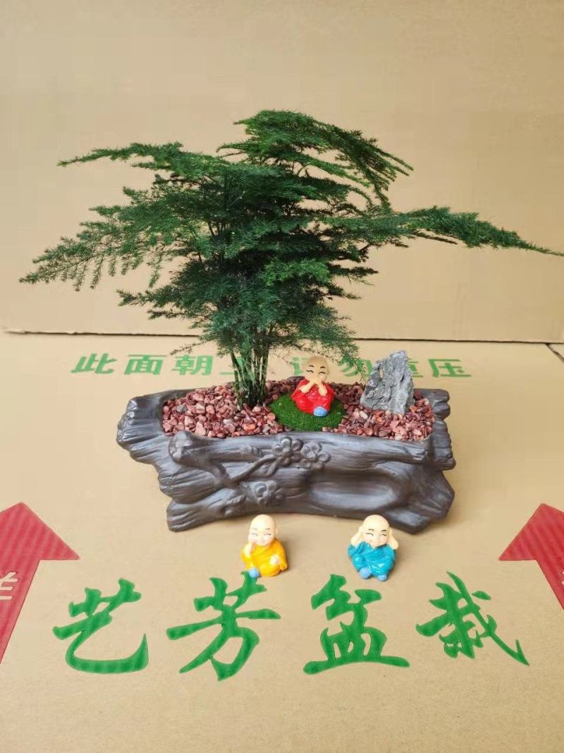 文竹盆栽植物客厅室内大型盆景吸甲醛四季常青绿植花卉好养种