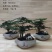 文竹盆栽植物客厅室内大型盆景吸甲醛四季常青绿植花卉好养种
