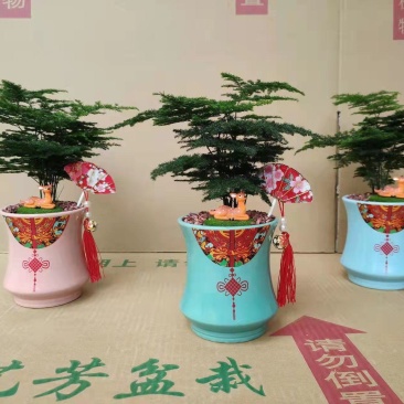 文竹盆栽植物客厅室内大型盆景吸甲醛四季常青绿植花卉好养种